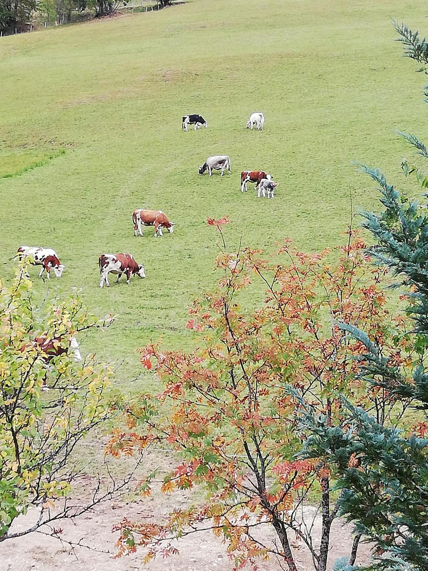Bauernhof Bachgut Villa Mühlbach am Hochkönig Exteriör bild